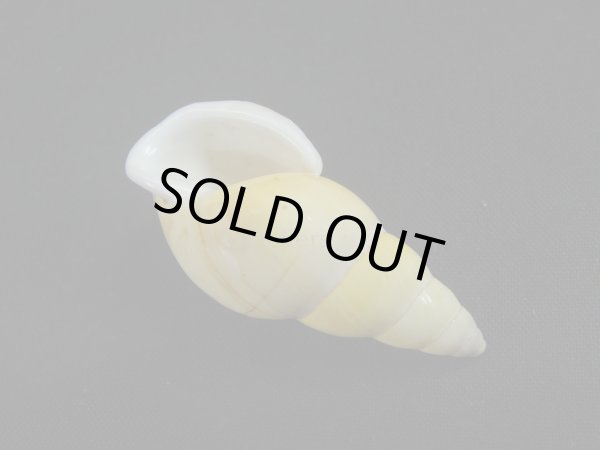 画像3: Amphidromus(Syndromus)inconstans (3)