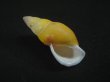 画像1: Amphidromus(Syndromus)reflexilabris (1)