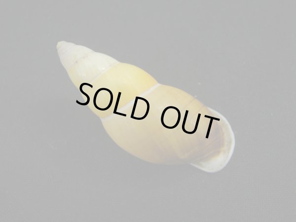 画像2: Amphidromus(Syndromus)reflexilabris (2)