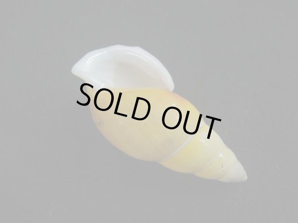 画像3: Amphidromus(Syndromus)reflexilabris (3)