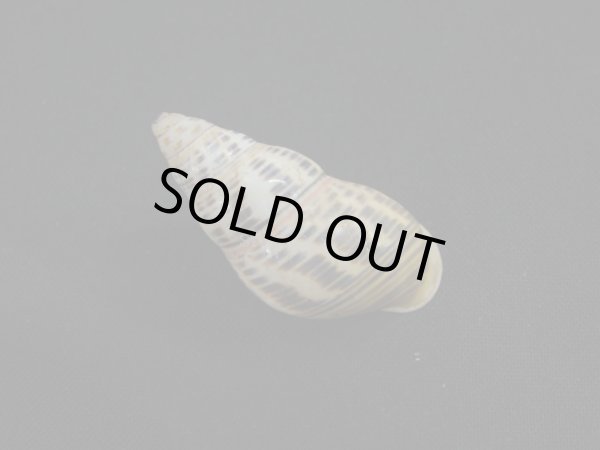 画像2: Amphidromus(Syndromus)contrarius (2)