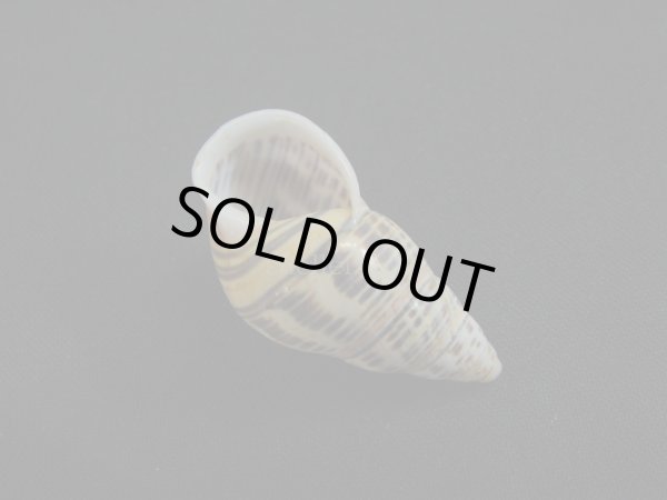 画像3: Amphidromus(Syndromus)contrarius (3)