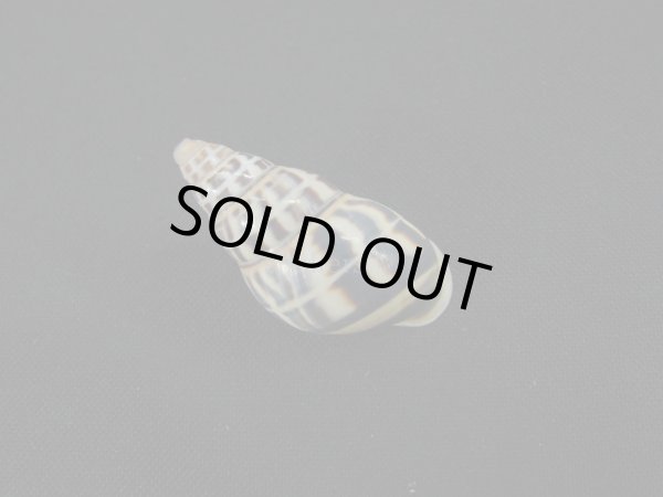 画像2: Amphidromus(Syndromus)contrarius (2)