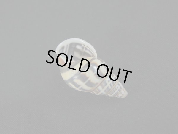 画像3: Amphidromus(Syndromus)contrarius (3)