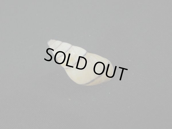 画像2: Amphidromus(Syndromus)sp. (2)