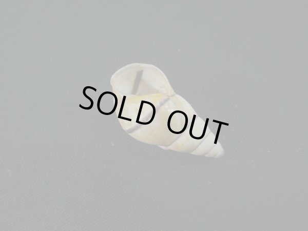 画像3: Amphidromus(Syndromus)sp. (3)