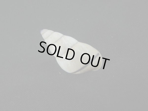 画像2: Amphidromus(Syndromus)sp. (2)