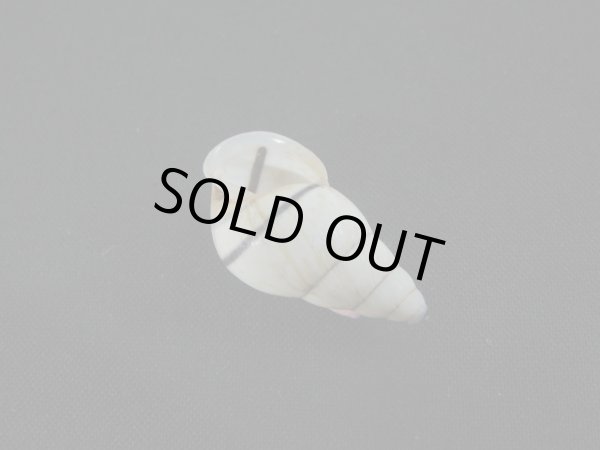 画像3: Amphidromus(Syndromus)sp. (3)