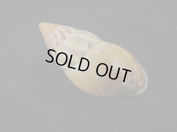 画像2: Amphidromus(Syndromus)latestrigatus 特老成 (2)