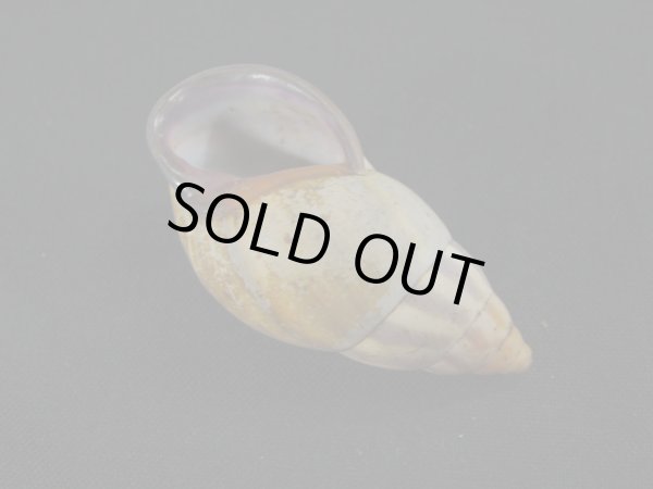 画像3: Amphidromus(Syndromus)latestrigatus 特老成 (3)