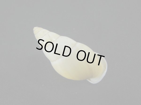 画像2: Amphidromus(Syndromus)kruijti (2)