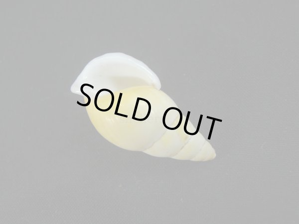 画像3: Amphidromus(Syndromus)kruijti (3)