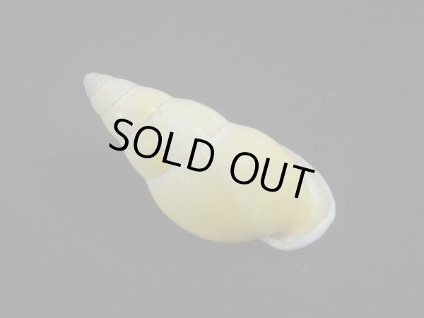 画像2: Amphidromus(Syndromus)kruijti 大 (2)