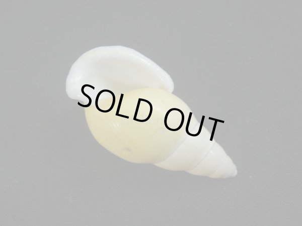 画像3: Amphidromus(Syndromus)kruijti 大 (3)