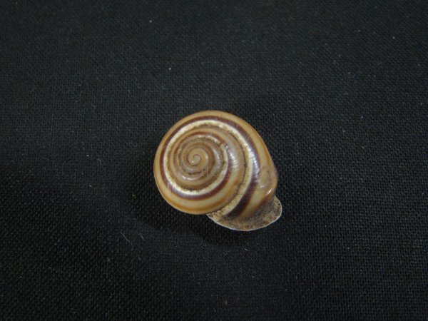 画像2: Planispira loxotropis 濃色 (2)