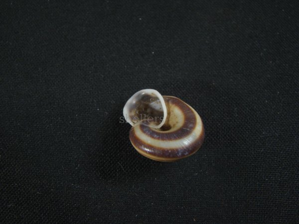 画像3: Planispira loxotropis 濃色 (3)