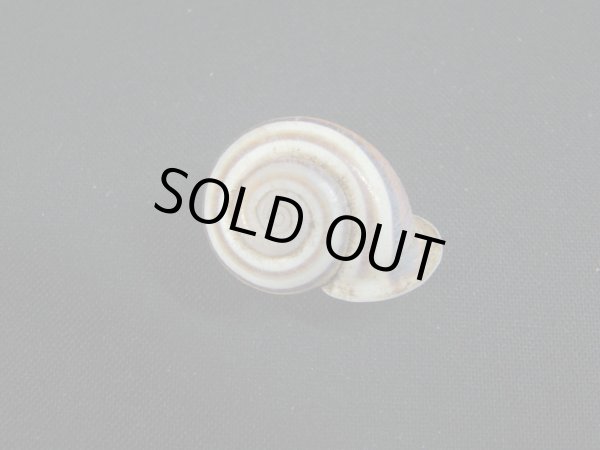 画像2: Planispira exceptiuncula (2)