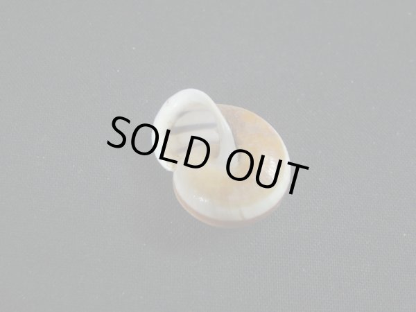 画像3: Planispira exceptiuncula (3)