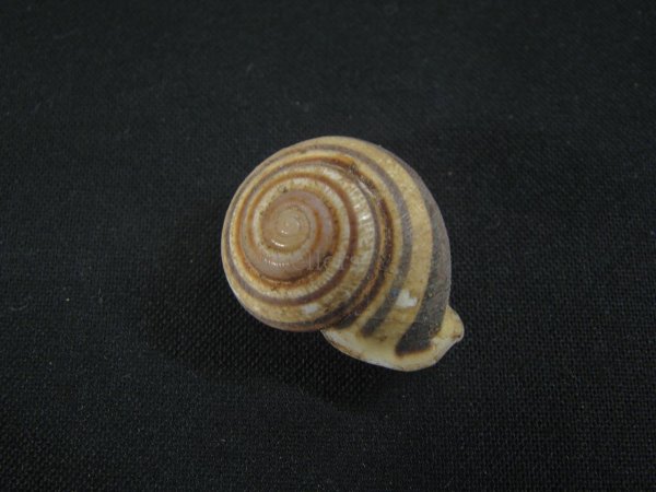 画像2: Planispira　exceptiuncula (2)