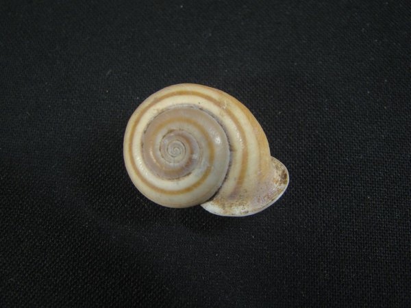 画像2: Planispira exceptiuncula (2)