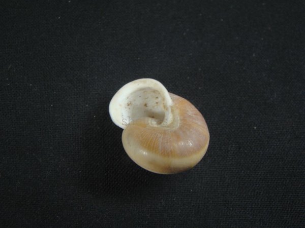 画像3: Planispira exceptiuncula (3)