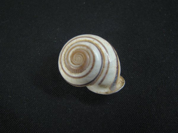 画像2: Planispira exceptiuncula (2)