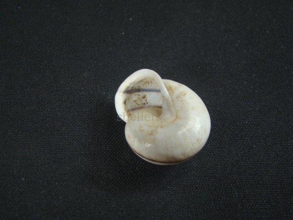 画像3: Planispira exceptiuncula (3)