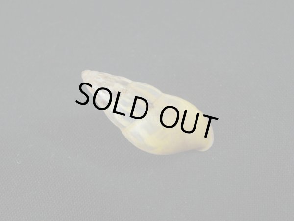 画像2: Amphidromus(Syndromus)furcillatus (2)