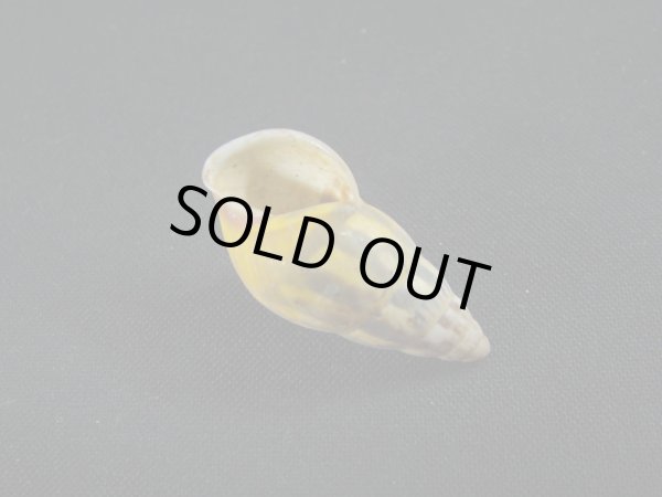 画像3: Amphidromus(Syndromus)furcillatus (3)