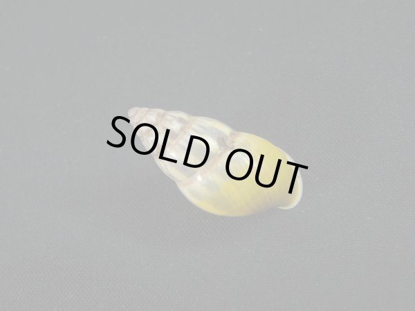 画像2: Amphidromus(Syndromus)furcillatus (2)