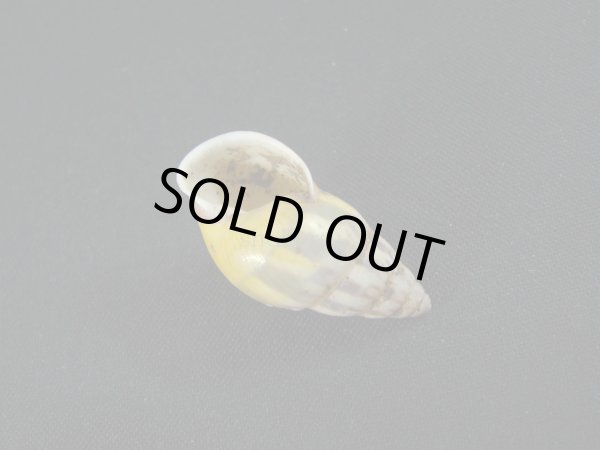 画像3: Amphidromus(Syndromus)furcillatus (3)