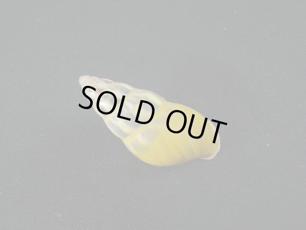 画像2: Amphidromus(Syndromus)furcillatus (2)