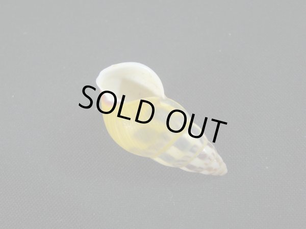 画像3: Amphidromus(Syndromus)furcillatus (3)