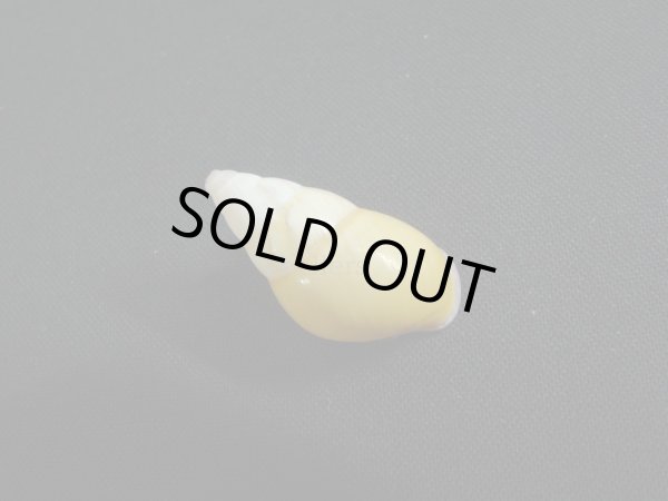 画像2: Amphidromus(Syndromus)maculatus 無模様 (2)