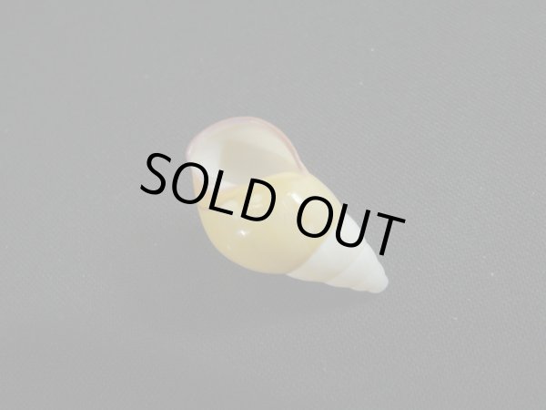 画像3: Amphidromus(Syndromus)maculatus 無模様 (3)