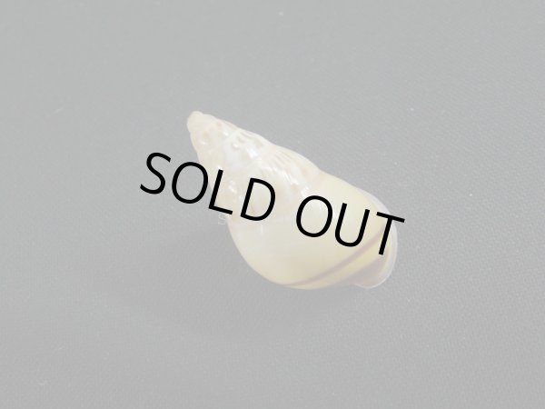 画像2: Amphidromus(Syndromus)maculatus (2)