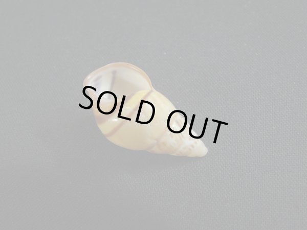 画像3: Amphidromus(Syndromus)maculatus (3)