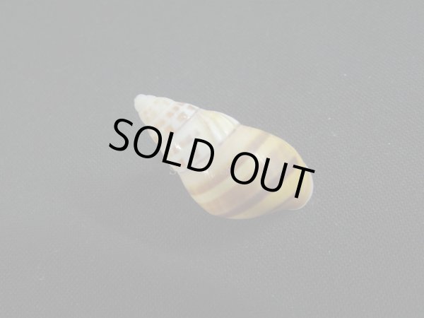 画像2: Amphidromus(Syndromus)maculatus (2)