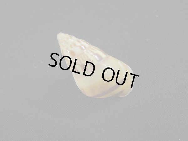 画像2: Amphidromus(Syndromus)maculatus 濃色 美品 (2)