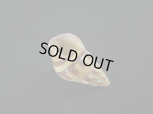 画像3: Amphidromus(Syndromus)maculatus 濃色 美品 (3)