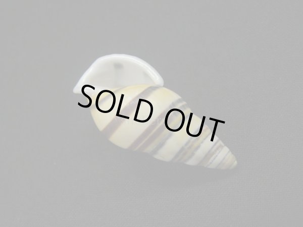 画像3: Amphidromus(Syndromus)reflexilabris (3)