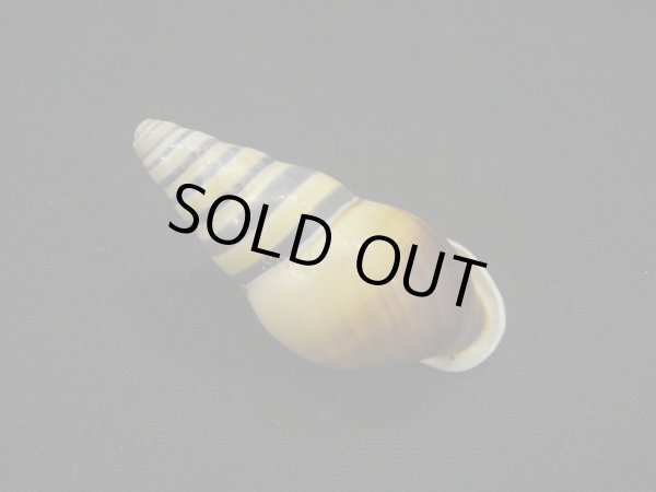 画像2: Amphidromus(Syndromus)reflexilabris (2)