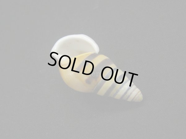 画像3: Amphidromus(Syndromus)reflexilabris (3)