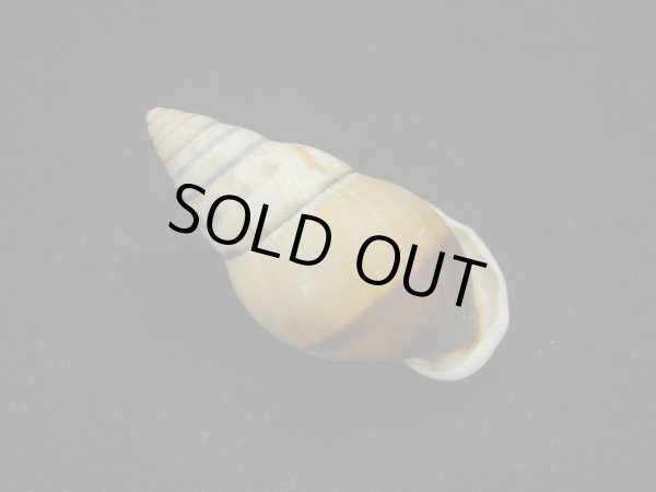 画像2: Amphidromus(Syndromus)reflexilabris ファットフォーム (2)