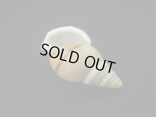 画像3: Amphidromus(Syndromus)reflexilabris ファットフォーム (3)