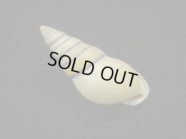 画像2: Amphidromus(Syndromus)reflexilabris スレンダーフォーム (2)