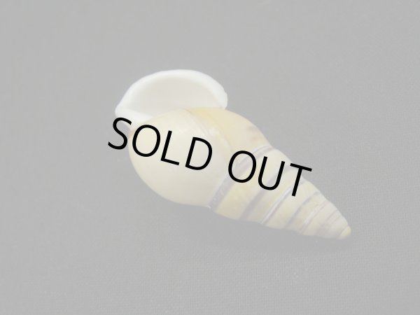 画像3: Amphidromus(Syndromus)reflexilabris スレンダーフォーム (3)