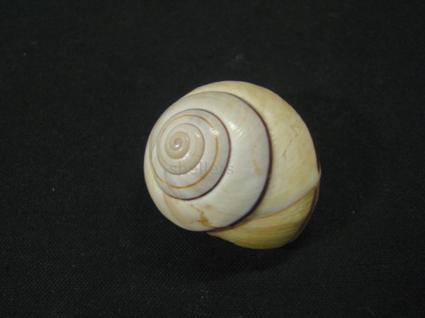 画像2: コモドメダママイマイ(Asperitas trochus komodoensis) (2)