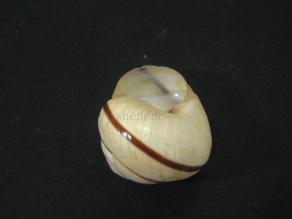 画像3: コモドメダママイマイ(Asperitas trochus komodoensis) (3)