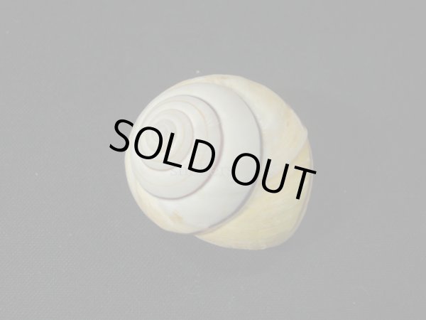 画像2: コモドメダママイマイ(Asperitas trochus komodoensis)老成 美品 (2)